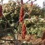 Mystery_tree2