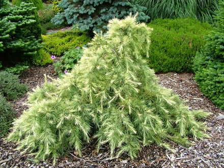 Cedrus deodara 'Silver Mist' (Cedrus deodara)