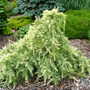 Cedrus deodara 'Silver Mist' (Cedrus deodara)