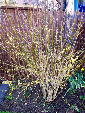 golden bells (Forsythia x intermedia)