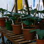 Final_pots_2007