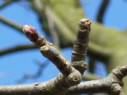 Apple Tree Bud...
