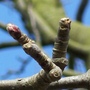 Apple Tree Bud...