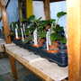 Cuttings_2007