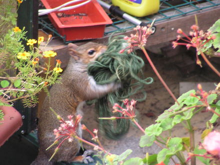 squirrel the garden thief - caught in the act