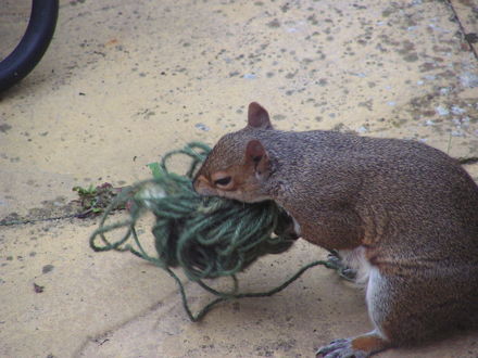 squirrel the garden thief - his get away