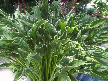 hosta Praying Hands