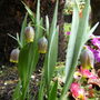 Fritillaria uva-vulpis