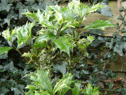 Osmanthus (Osmanthus heterophyllus (Chinese Holly))