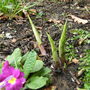 Hostas waking up. (Plantain lily)