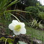 White Hellebore (helleborous)
