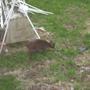 Muncjak_grazing_in_shenstone_back_garden_02