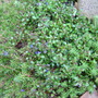 Veronica