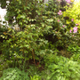 Imag0032