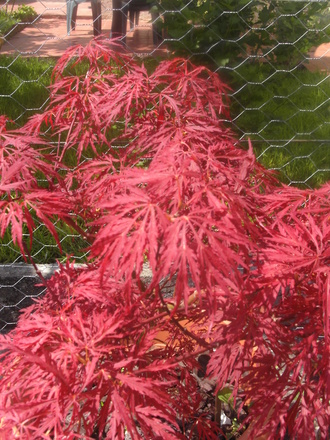 Acer palmatum dissectum 'Garnet' (Acer palmatum)