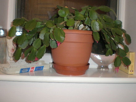 EASTER CACTI