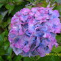 Pictures_summer_2007-spring_2008_004