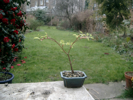 tiny maple 
