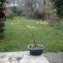 Tinymaple2