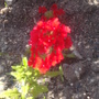 Verbena canadensis