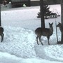Deer_3deer