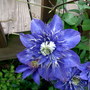 Spring_flowers_5-06-04_012