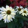 Summer_flowers_7-26-06_015