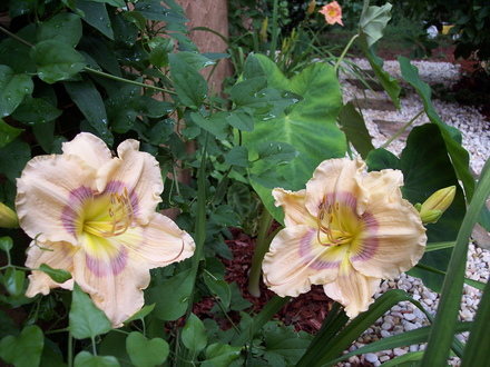 A garden flower photo