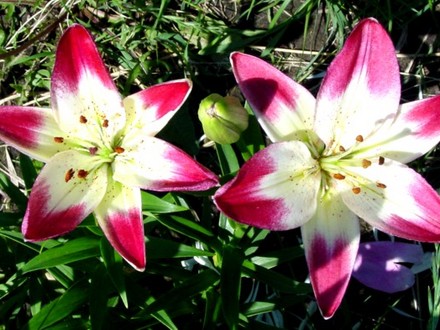 Lolly Pop Lily
