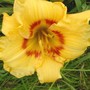 Yard_pictures_073