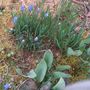 GRAPE HYACINTHS