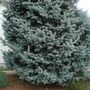 Blue_spruce
