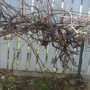 CONCORD GRAPE VINES