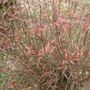 Orange_leaf_bush