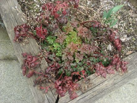 RED VINE LOOKING BUSH