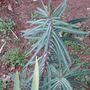 Tall_tropical_looking_plant