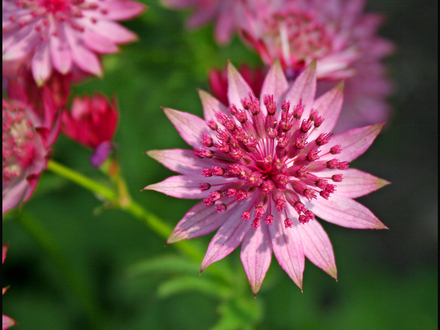 My Garden 2007 1 (Astrantia)