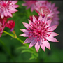 Astrantia