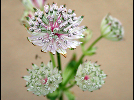 My Garden 2007 2 (Astrantia major)