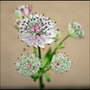 Astrantia major