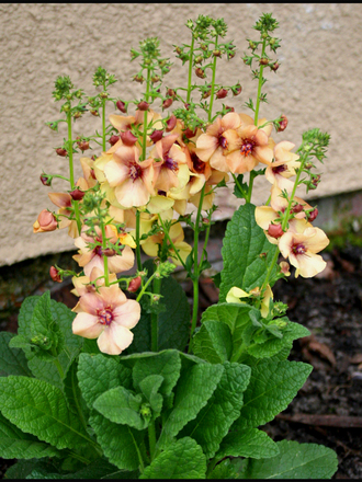My Garden 2007 4