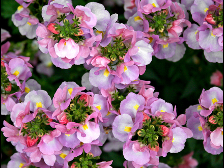My Garden 2007 5