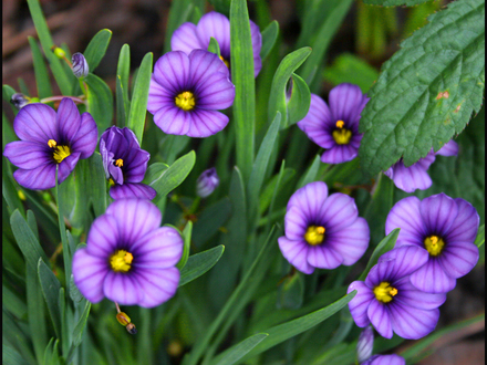 My Garden 2007 6