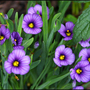 Flowers-9