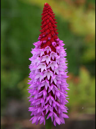 My Garden 2007 7 (Primula Viallii)