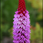 Flowers-10