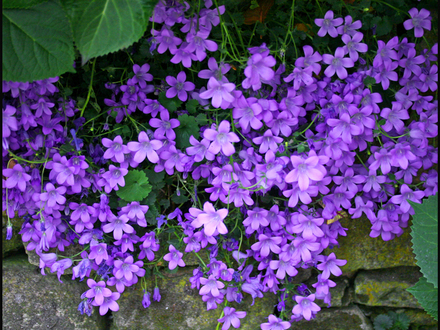My Garden 2007 8