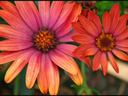 My Garden 2007 12