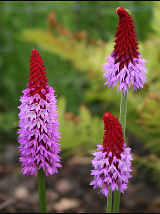 My Garden 2007 15 (Primula Viallii)