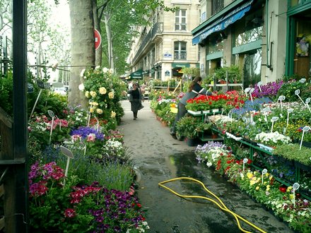 Spring plants in Paris